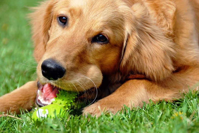 Golden Retriever Colors The Standard Rare Golden Coat Colors K9 Web
