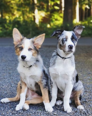 blue texas heeler