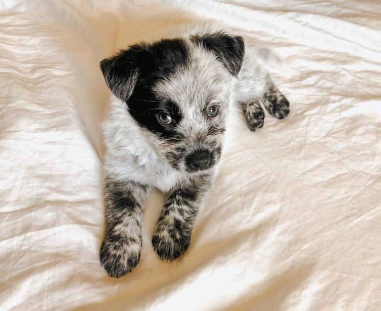 Meet Luna, the Texas Heeler puppy