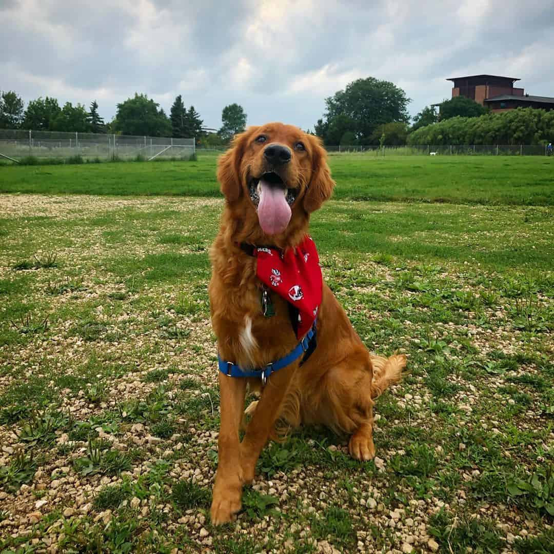 Connaissezvous tous les différents types de Golden Retrievers? Mex Alex