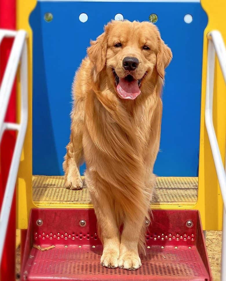 Meet Tucker, the Golden retriever