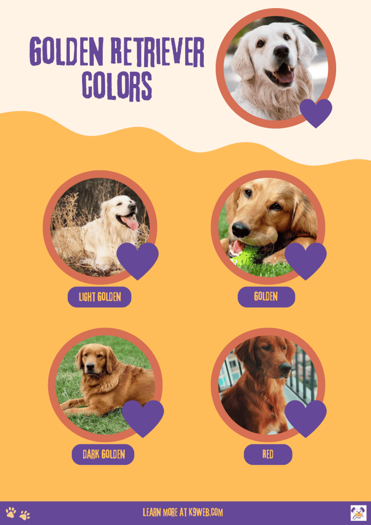 Types of Golden Retrievers Based on Coat Colors