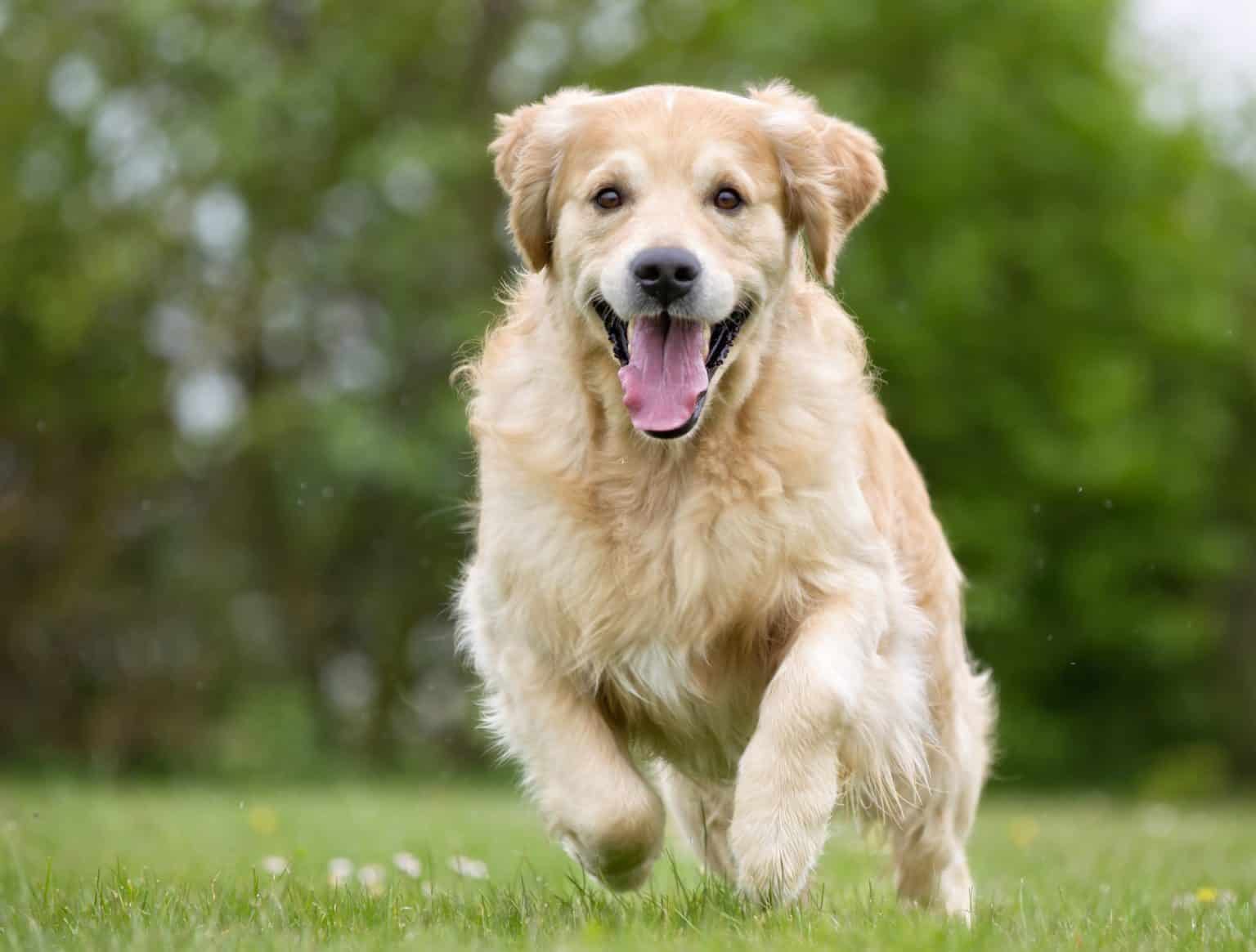 connaissez-vous-tous-les-diff-rents-types-de-golden-retrievers-mex-alex