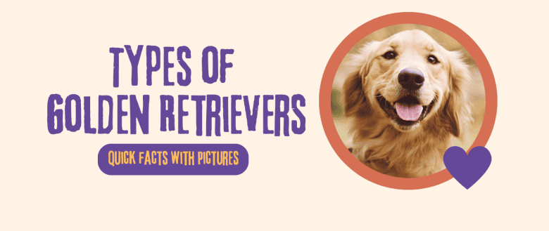 Types of Golden Retrievers