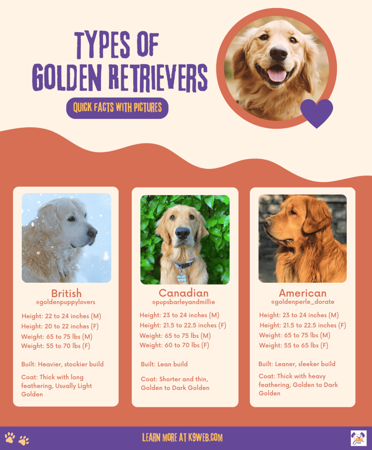 Do You Know All the Different Types of Golden Retrievers? K9 Web
