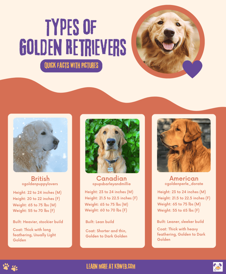Types of Golden Retrievers Infographic