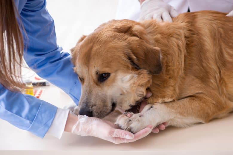 A vet checking up the Golden Retriever's health