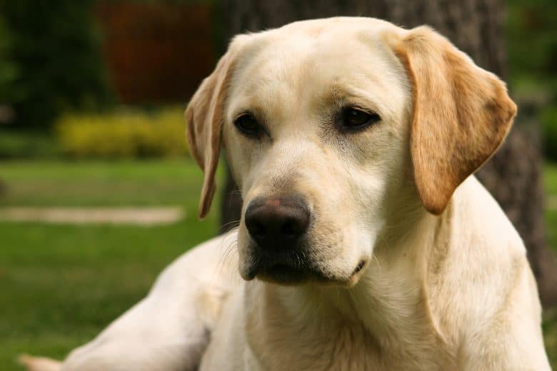 Lab's expressive eyes