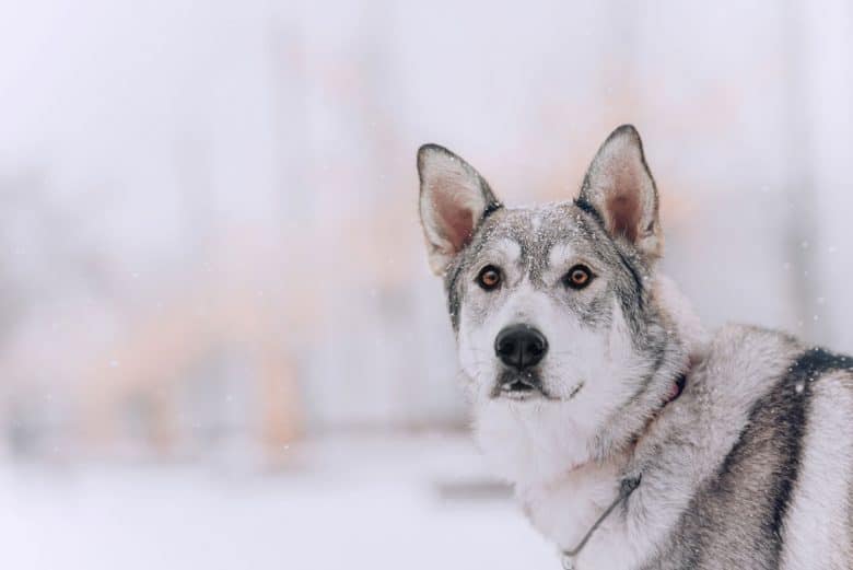 German Shepherd Husky mix