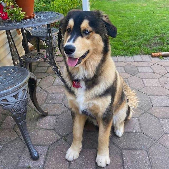 Golden Retriever Husky mix