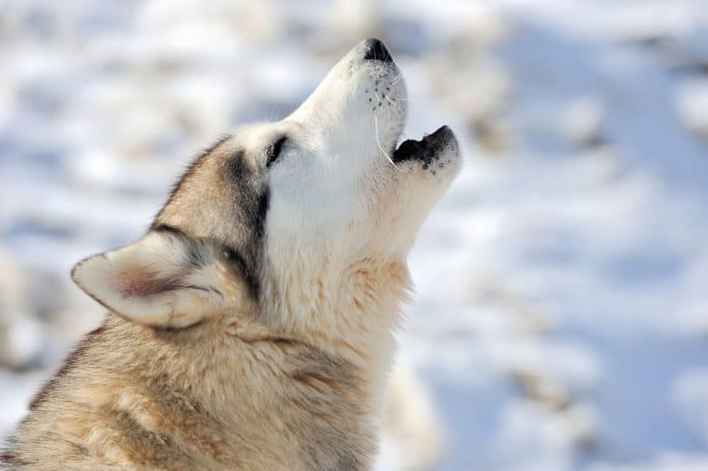 Siberian Husky howling 