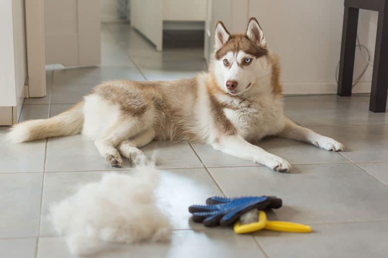 Siberian Husky lies on the floor