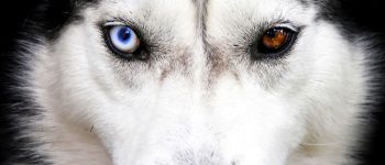 Siberian Husky portrait