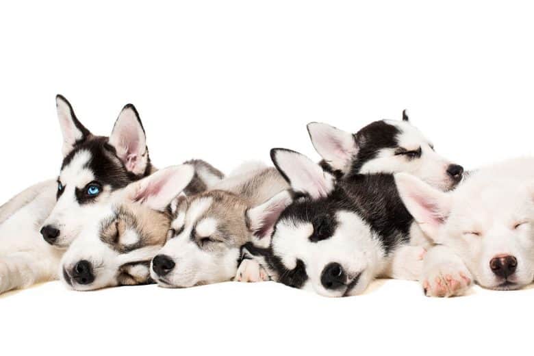 Siberian Husky puppies