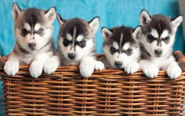 Siberian Husky puppies at basket