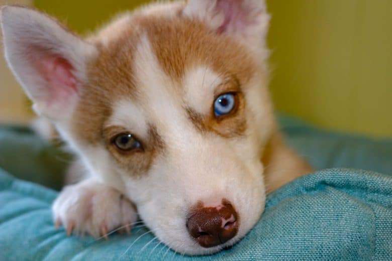 Siberian Husky puppy