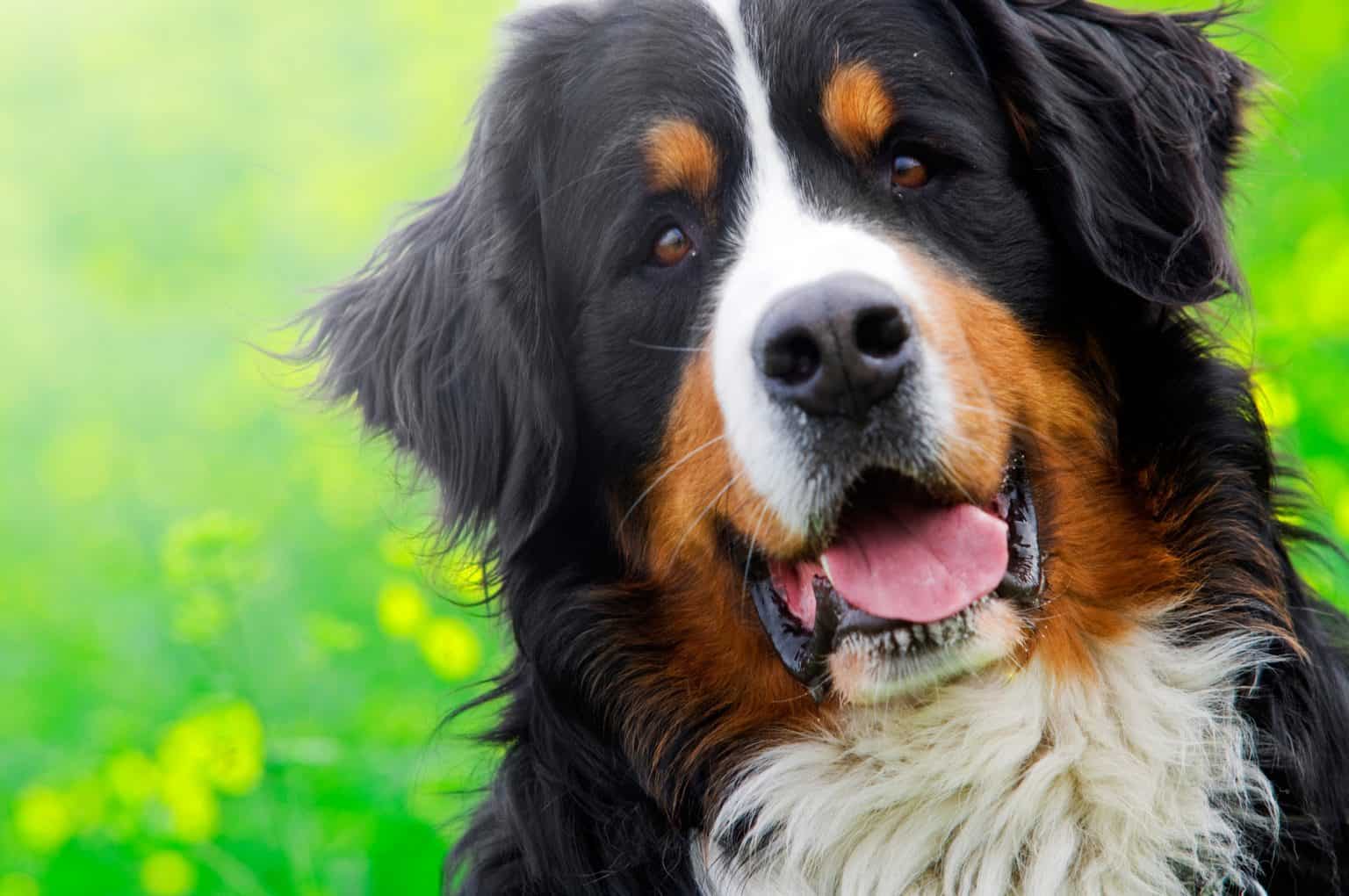 National Bernese Mountain Dog bernese-mountain-dog-breed-temperament-and-personality-affectionate
