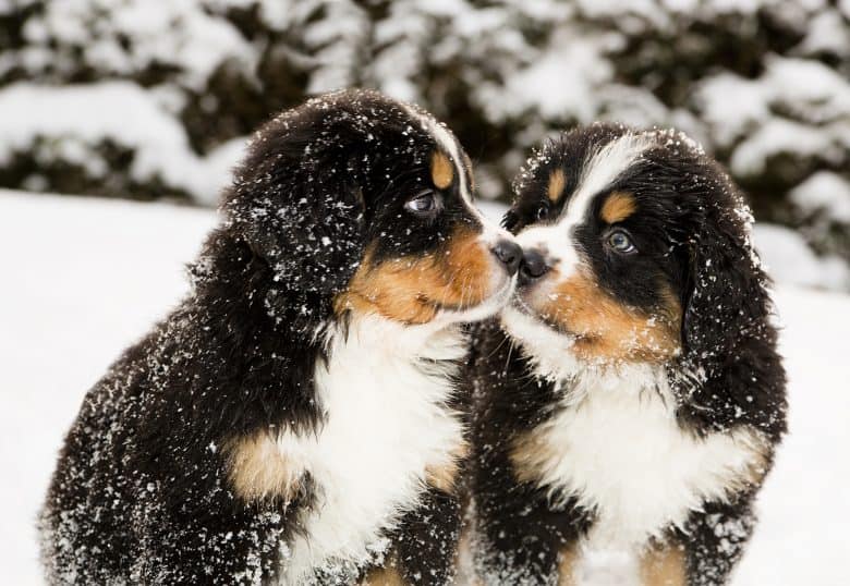 Snowy two bernese mountain dog puppets sniff each others