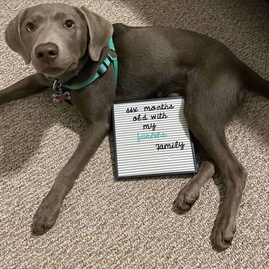 The Truth You Need to Know About Silver Labs K9 