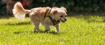 Adorable Golden Retriever Chihuahua mix