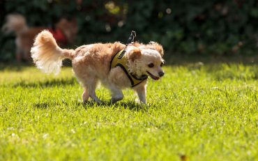 Adorable Golden Retriever Chihuahua mix