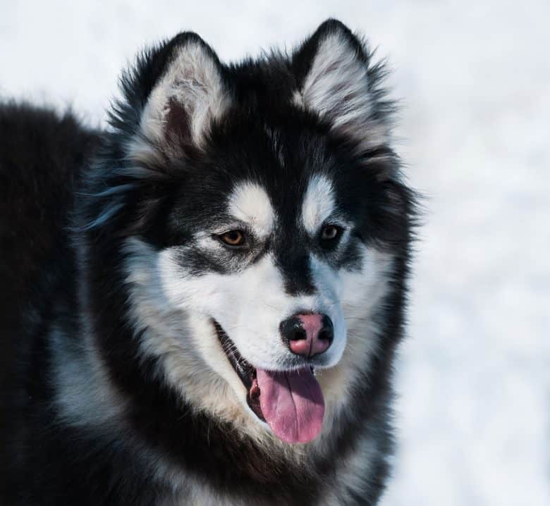 Adult Husky Malamute mix