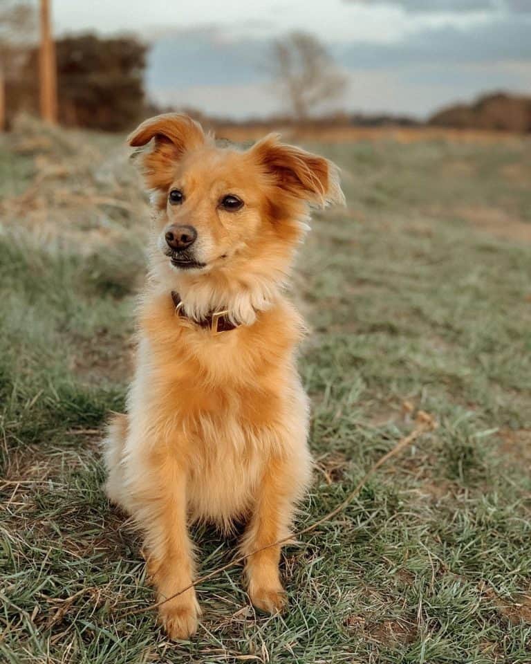Golden Retriever Chihuahua mix One of the best hybrids? K9 