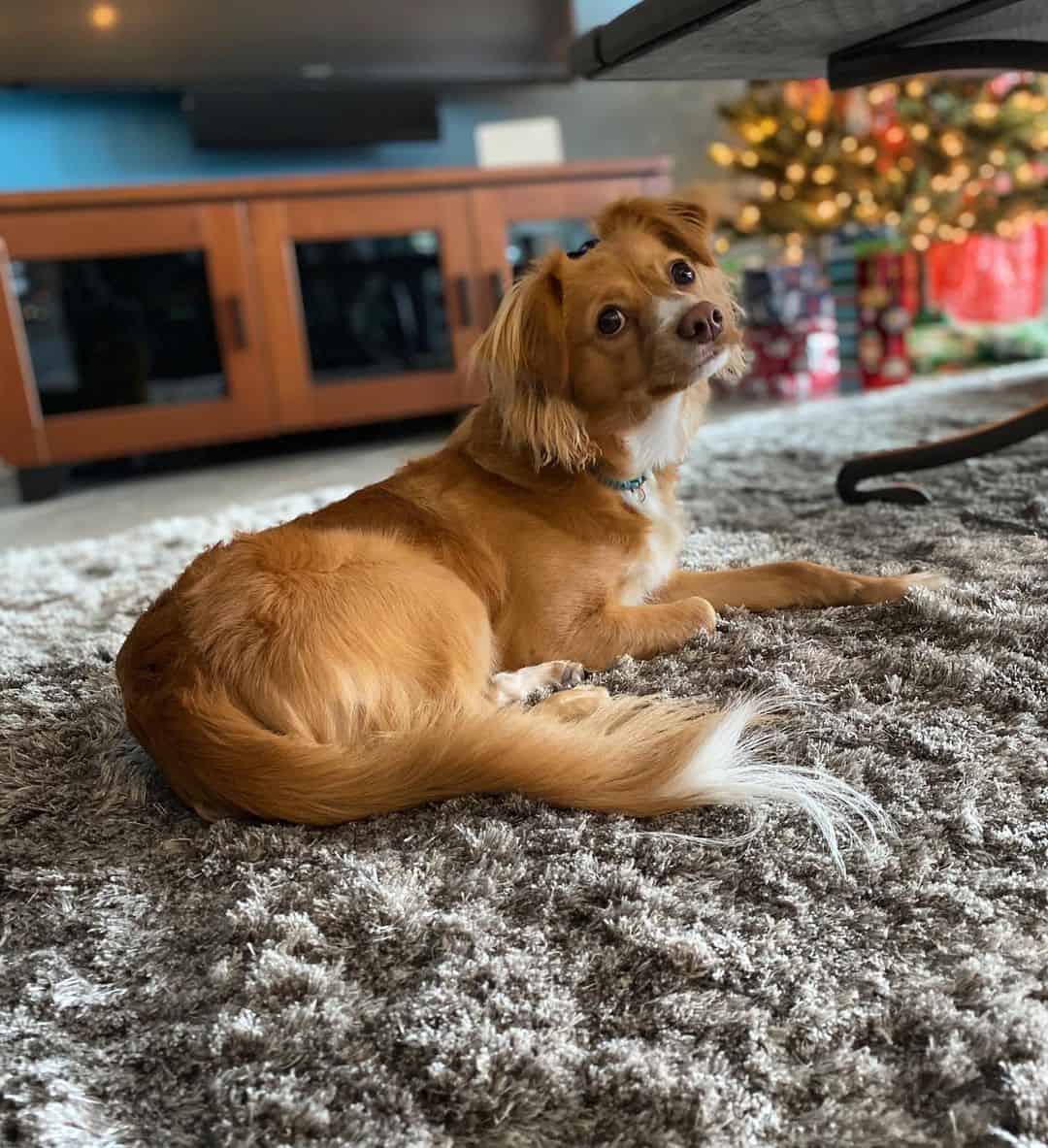 Golden Retriever Chihuahua mix One of the best hybrids? K9 Web