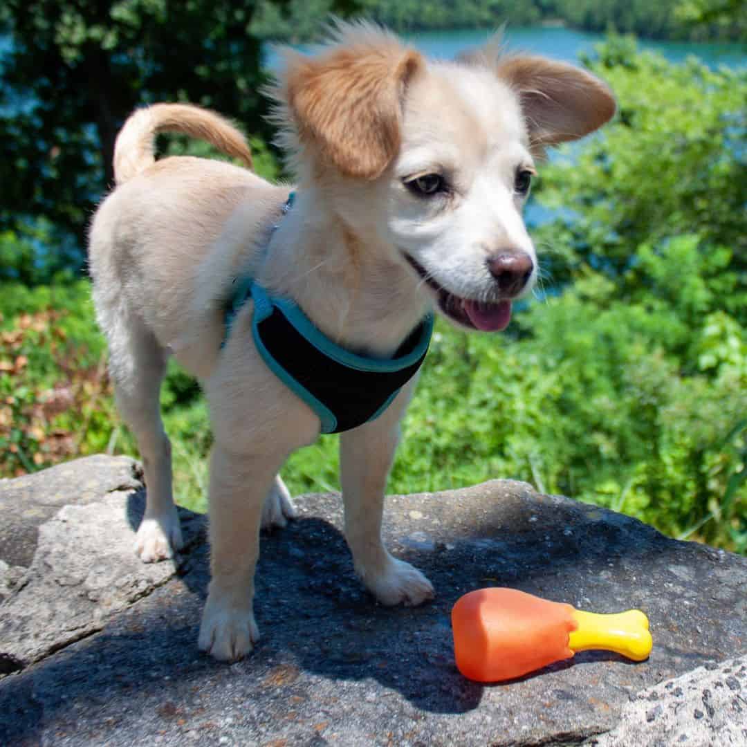 Golden Retriever Chihuahua mix One of the best hybrids? K9 Web