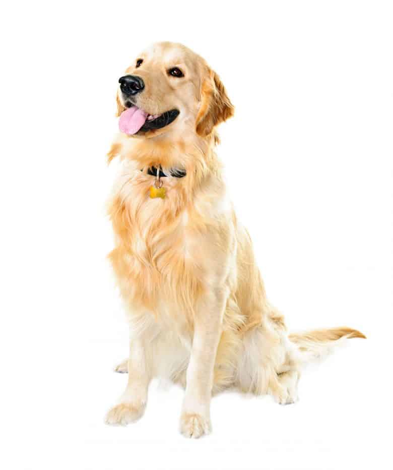 Sitting Golden Retriever dog