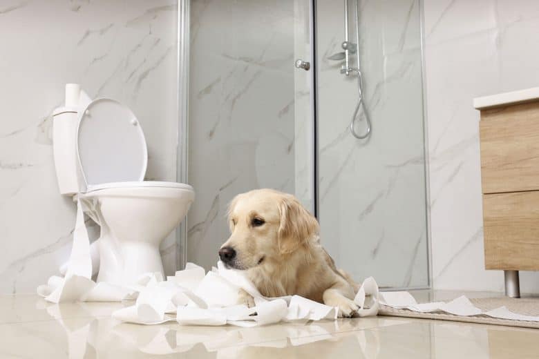 Golden Retriever playing with toilet paper