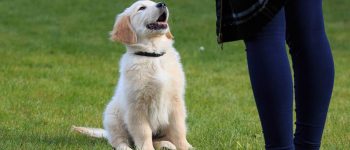 Golden Retriever puppy training