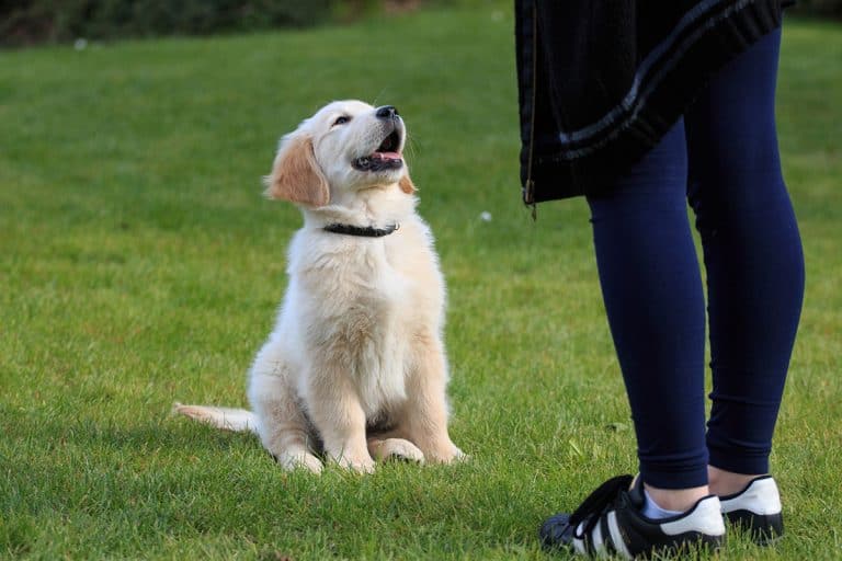 The best Golden Retriever training guide you'll ever need K9 