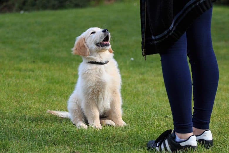 Golden Retriever puppy training