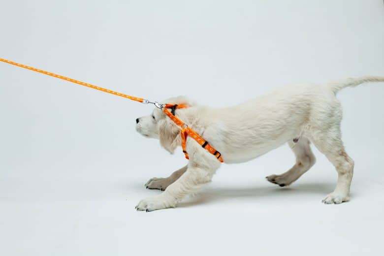 Golden Retriever puppy wearing harness