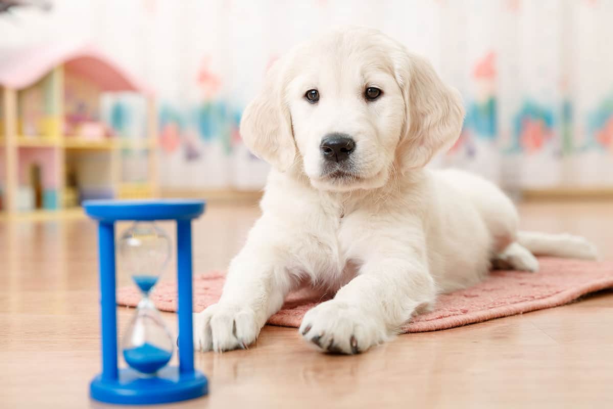 The best Golden Retriever training guide you'll ever need K9 