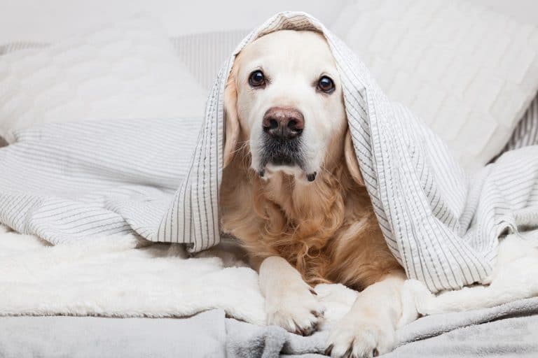 Why is your Golden Retriever shedding & how to deal with it - K9 Web