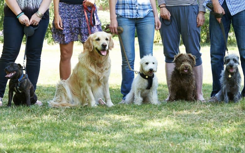 Golden Retriever with other dogs