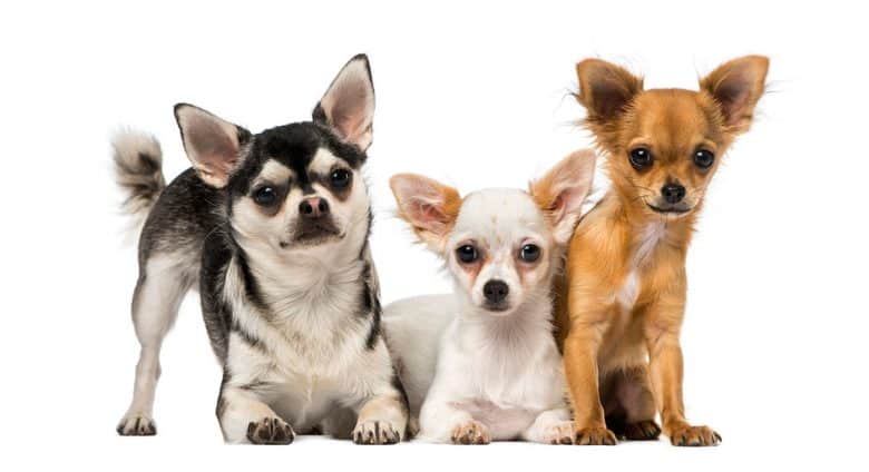 Group of three Chihuahua dogs