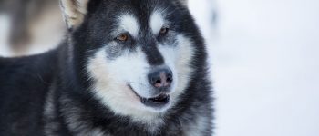 Husky Malamute mix portrait