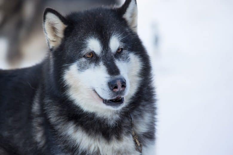 Husky Malamute mix portrait