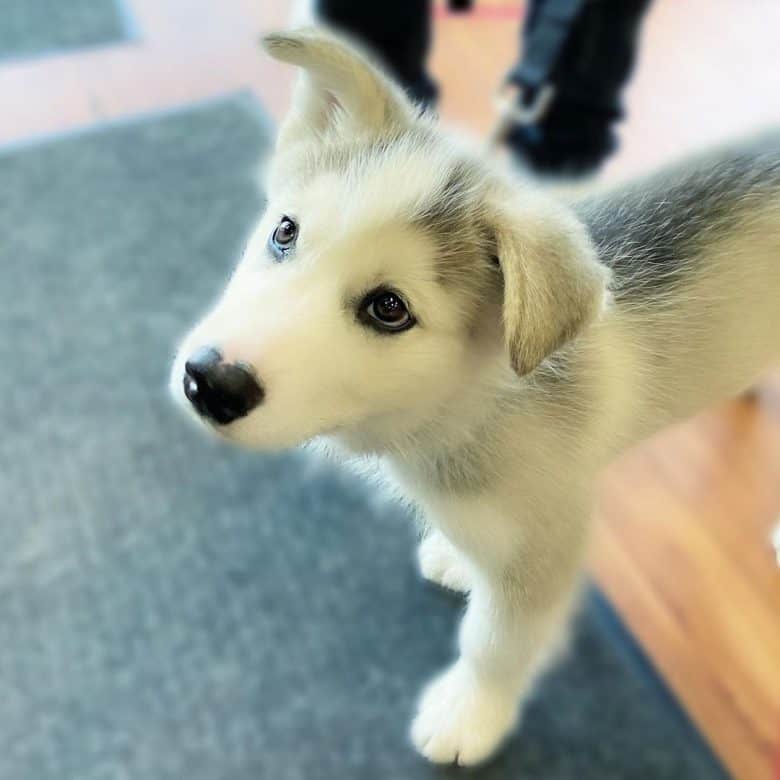 Husky Malamute mix puppy