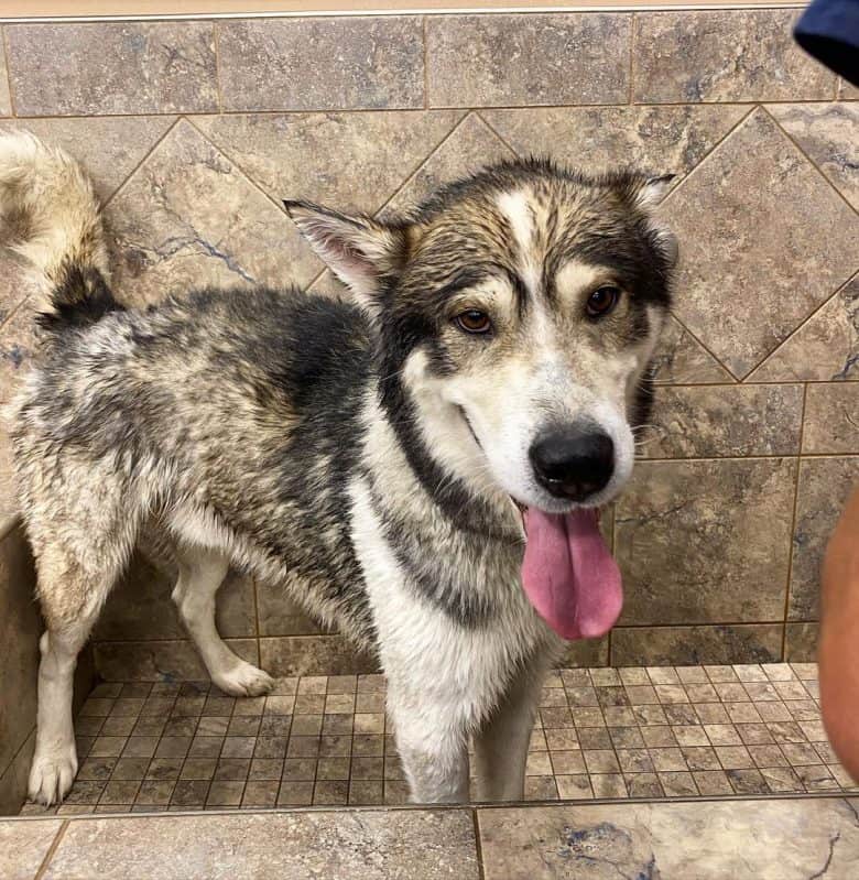 Husky Malamute mix taking a bath