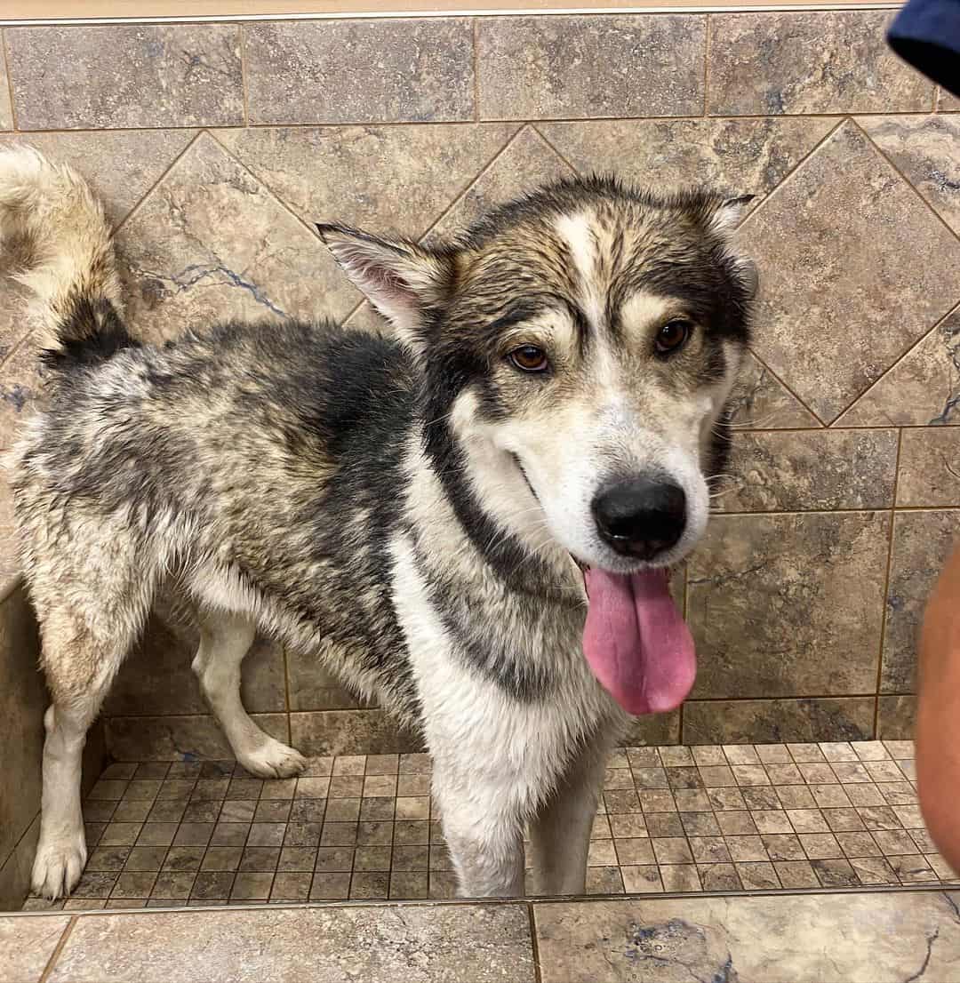 Husky Malamute Mix Is the Alusky a good family pet? K9 Web