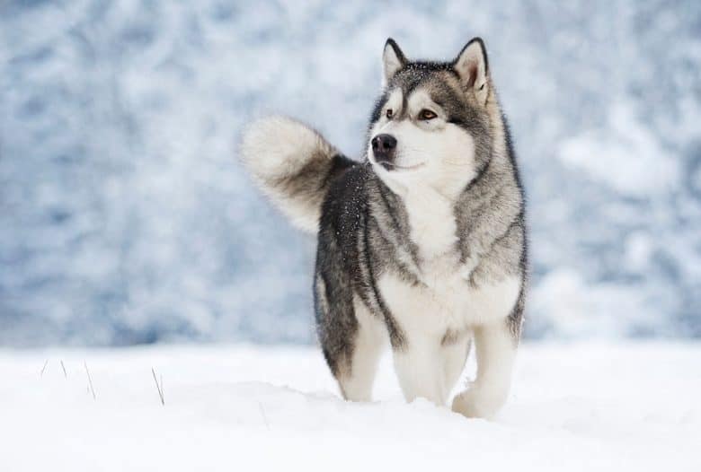 Husky Malamute walking in snow