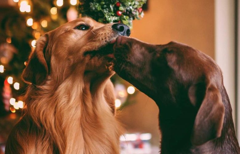 Labrador Retriever with Golden Retriever