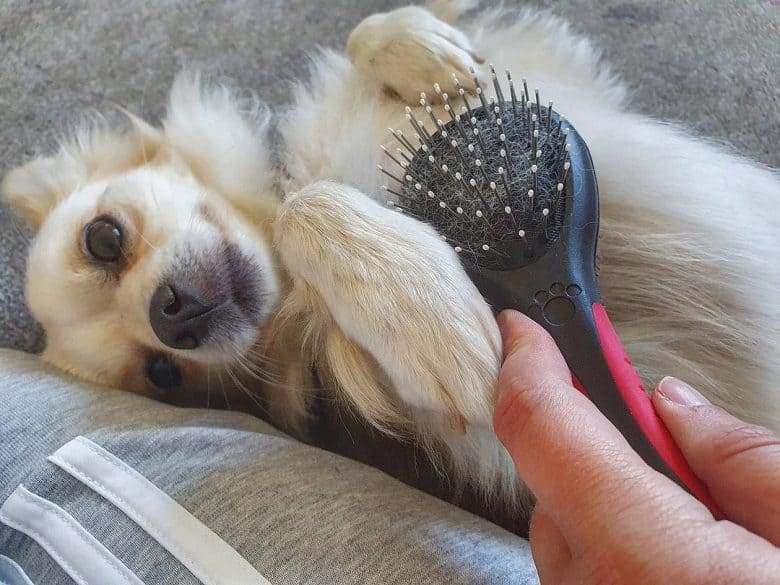 Owner brushing Golden Chihuahua
