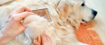 Owner combs Golden Retriever
