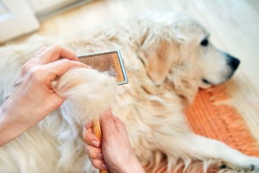 Owner combs Golden Retriever
