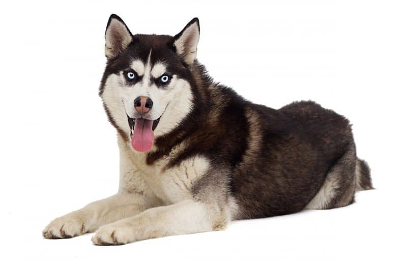 Siberian Husky breed dog